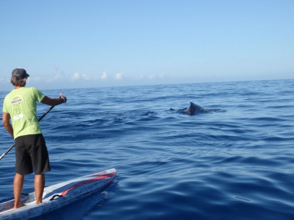 Reunion Starboard Race Tour - whales