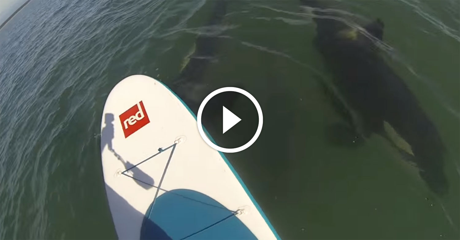 (Very) Rare Sight Captured on Video Stand Up Paddling with Orcas