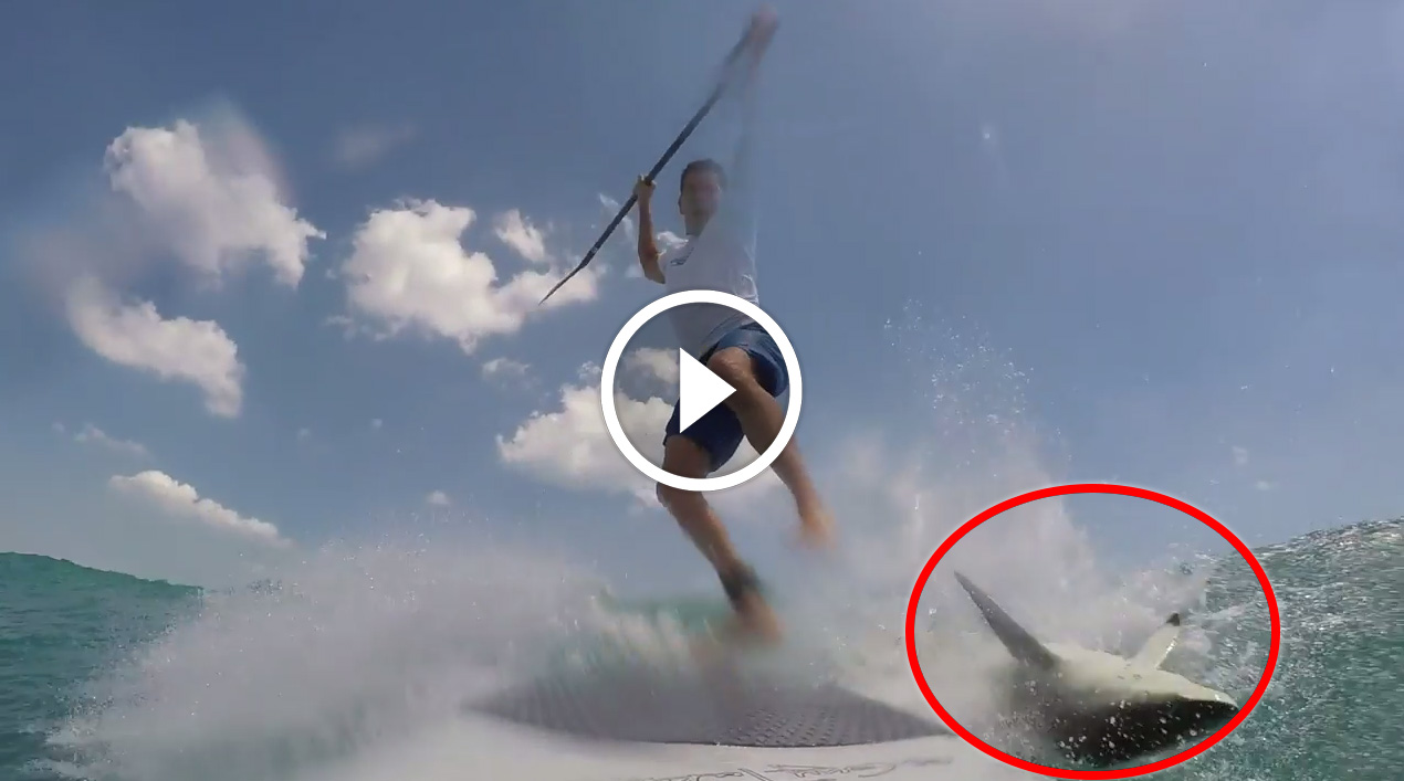 Shark vs. SUP Stand Up Paddler Meets Shark in Florida