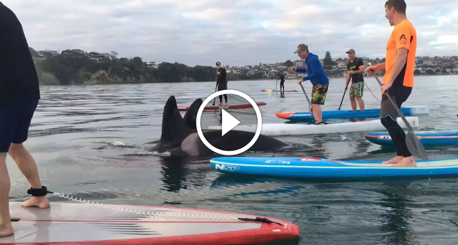 WATCH Surprise Sunrise SUP Session with Orcas in Auckland SUP Racer